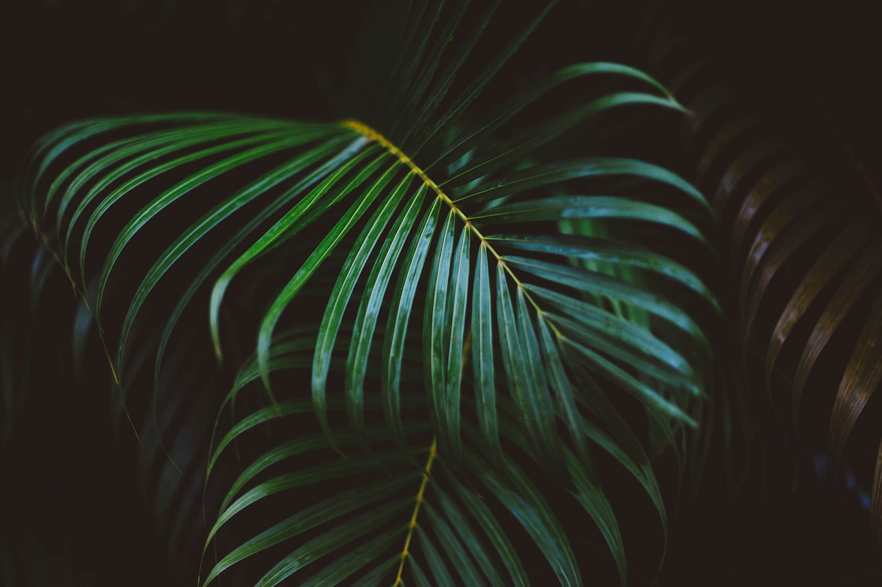 Plant Stem Cells Explained: How do they work in your skin care routine?