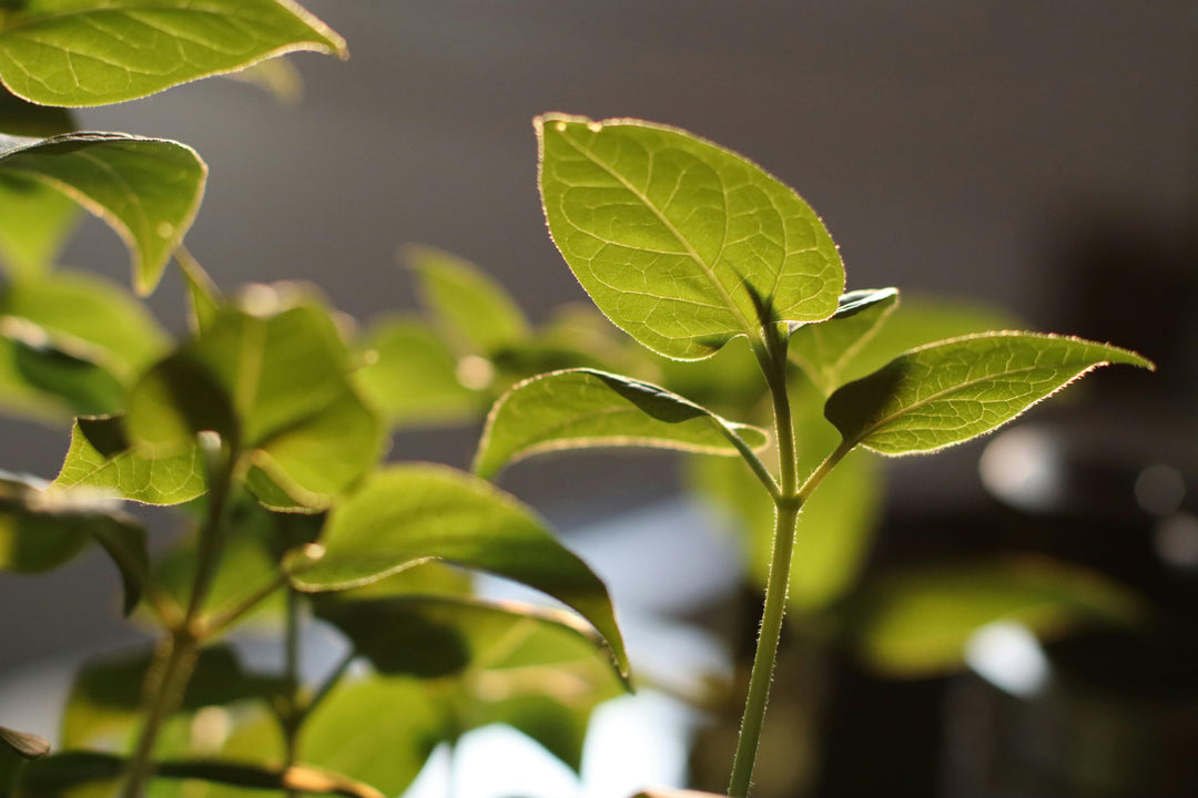Plant Stem Cells Explained: How do they work in your skin care routine?